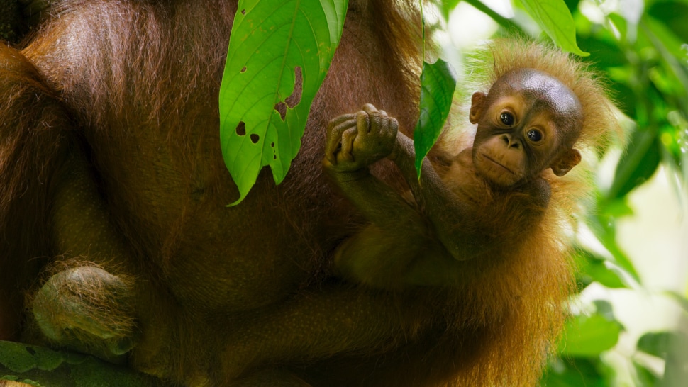 Diese Kinderdokus zeigen verschiedene Tiere und Lebensumstände